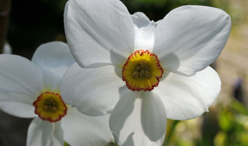 Narcissus Poeticus type