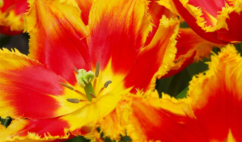Tulipa Fringed group