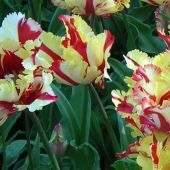 Tulipa Parrot group